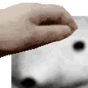 FreeBearPet emote for Discord