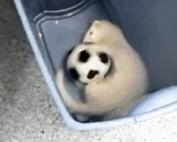 FretaZabawa emote for Discord