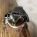 frogKISS emote for Discord