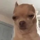 FreakyAhhDogSingingAtYou emote for Discord