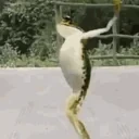 frogPls emote for Discord