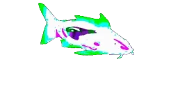 FrinkJoel emote for Discord