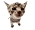 frankthatass emote for Discord