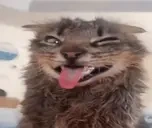 freakzoid emote for Discord