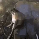 FrogChillin emote for Discord