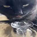 freakycat emote for Discord