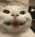 freakCat4K emote for Discord