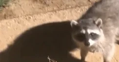 FREEZE emote for Discord