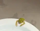 frogLeaves emote for Discord