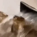 frogStare emote for Discord