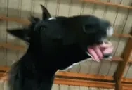 freakyahhhorse emote for Discord