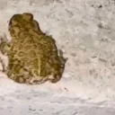 FrogSit emote for Discord