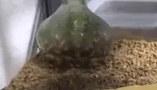 FrogBurrow emote for Discord