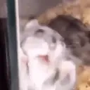 FreakHamster emote for Discord