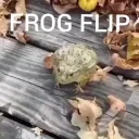 FrogFlip emote for Discord