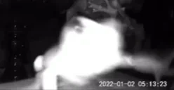 frogstare emote for Discord