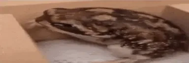 frogScratch emote for Discord