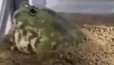 FrogSpin emote for Discord