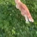 Freeedom emote for Discord