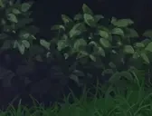 freirenHi emote for Discord