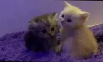 friends emote for Discord