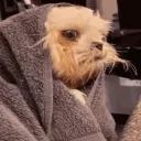 freezingtired emote for Discord