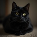 black_cat emote for Discord
