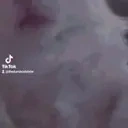 funnywhitecat15 emote for Discord