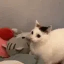 fuhATTACK emote for Discord