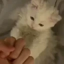 fuck emote for Discord