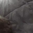 funnyblackcat3 emote for Discord