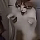 CAT_SARCASM_PANIC emote for Discord