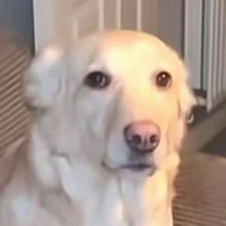 confused_dog1 emote for Discord