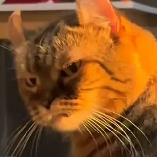 cat_angry26 emote for Discord