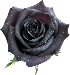 Blackrrosewithsparklingpetals emote for Discord