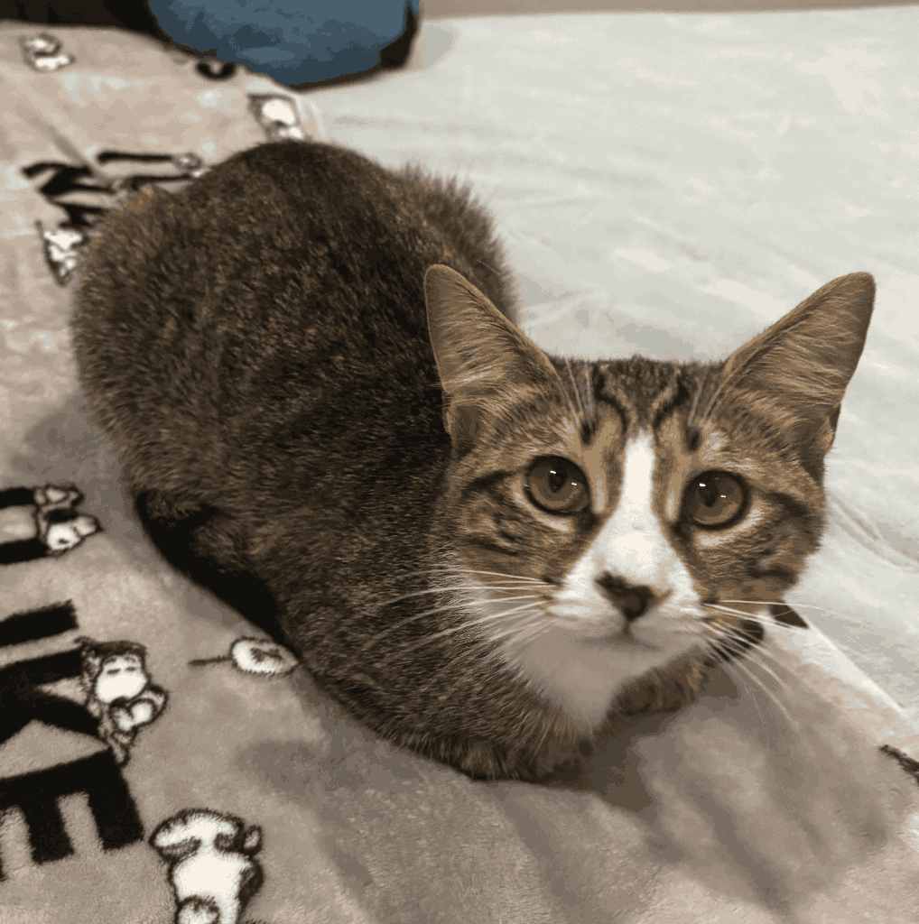 lucky emote for Discord