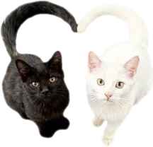 catheart emote for Discord