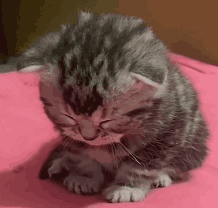 EepyKitten emote for Discord