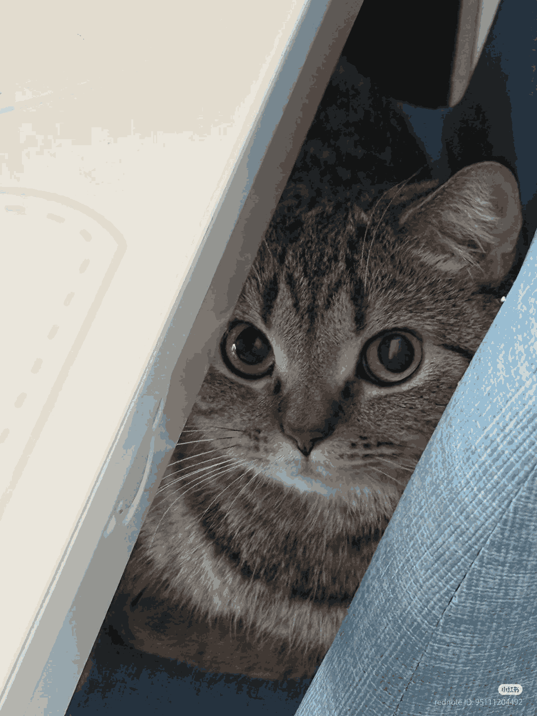 LurkingCat emote for Discord