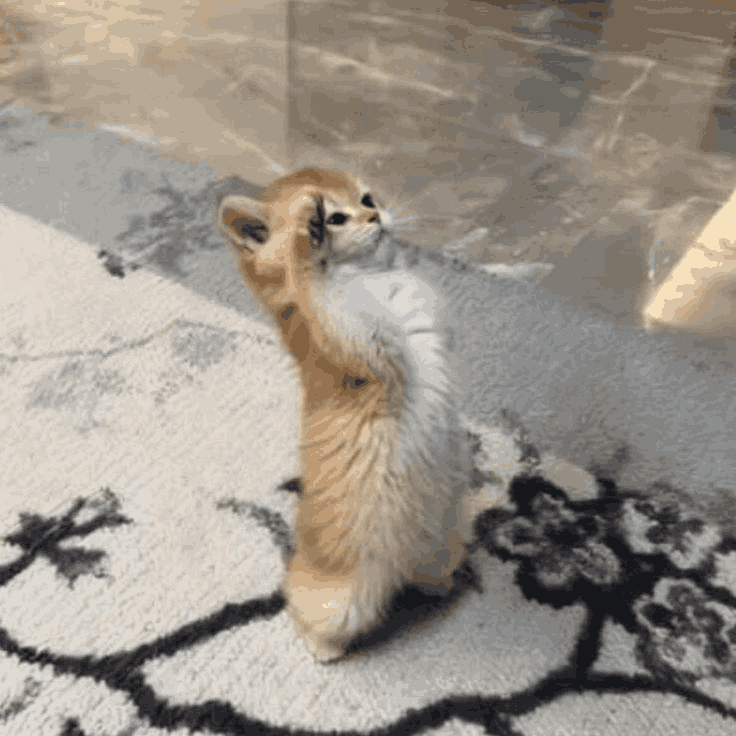 SalutingKitty emote for Discord