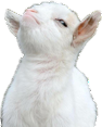Goat emote for Discord