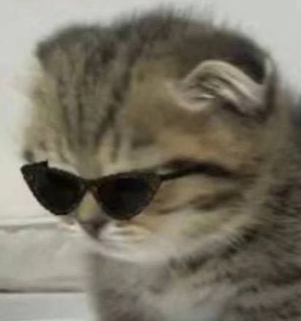 CoolKitten emote for Discord