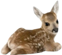 Deer emote for Discord