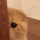 sneakycat emote for Discord
