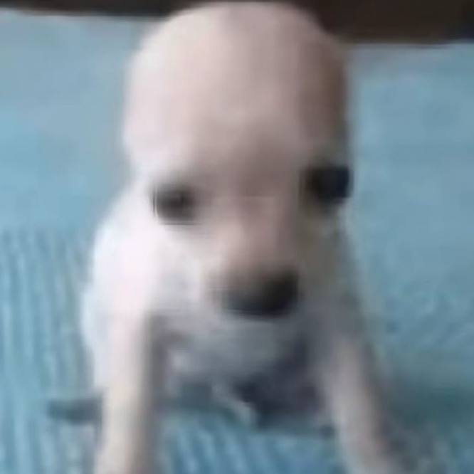 plitocalvo emote for Discord