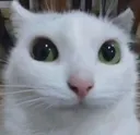 politecat emote for Discord