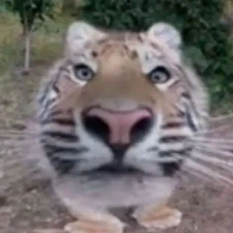 tiger emote for Discord
