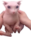 gatito emote for Discord