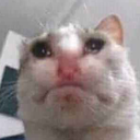 sadcat emote for Discord