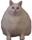 chonk emote for Discord